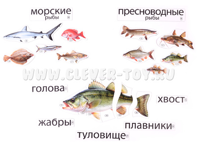 Набор магнитных карточек Кто такие рыбы? (к плакату Водоём, тема 1)
