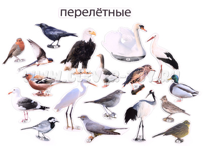 Набор магнитных карточек Перелётные птицы (к плакату Птицы, тема 4)